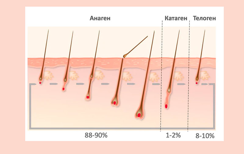 Як діє молекула PP405 на ріст волосся у перші 30, 60 і 90 днів використання - Фото 5